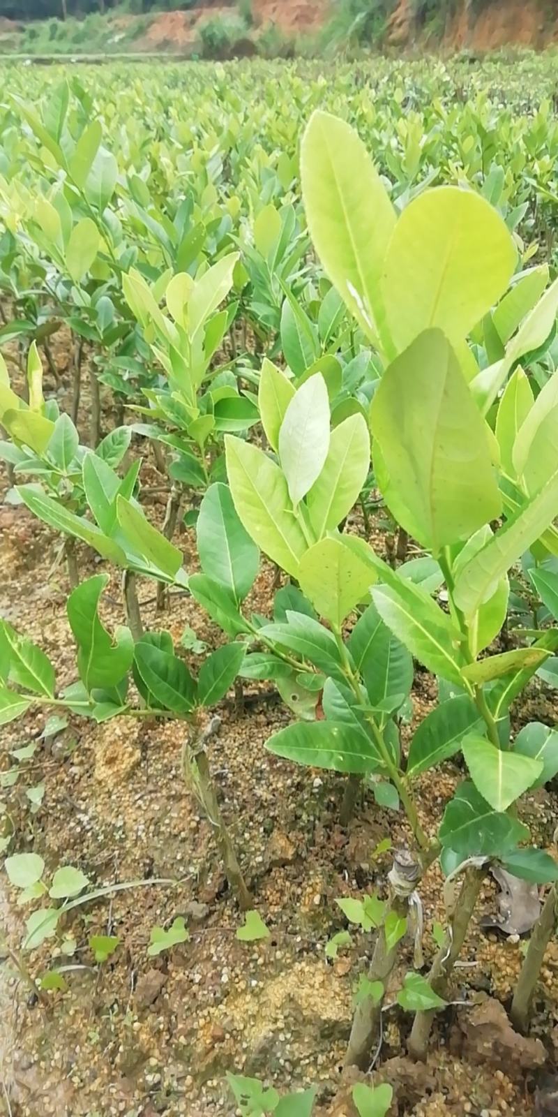 台湾香水柠檬苗香水柠檬苗子弹头四季香水柠檬苗
