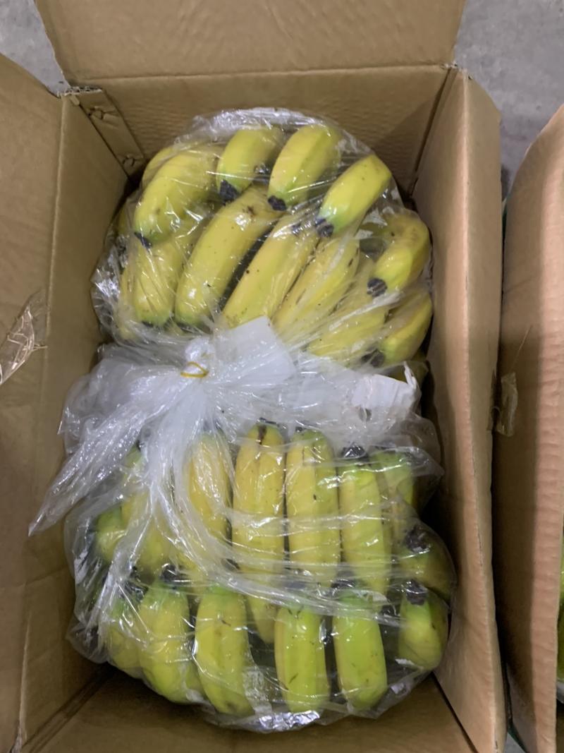 大量供应广东香蕉，云南香蕉，大黄，二黄，生蕉，量大开盘