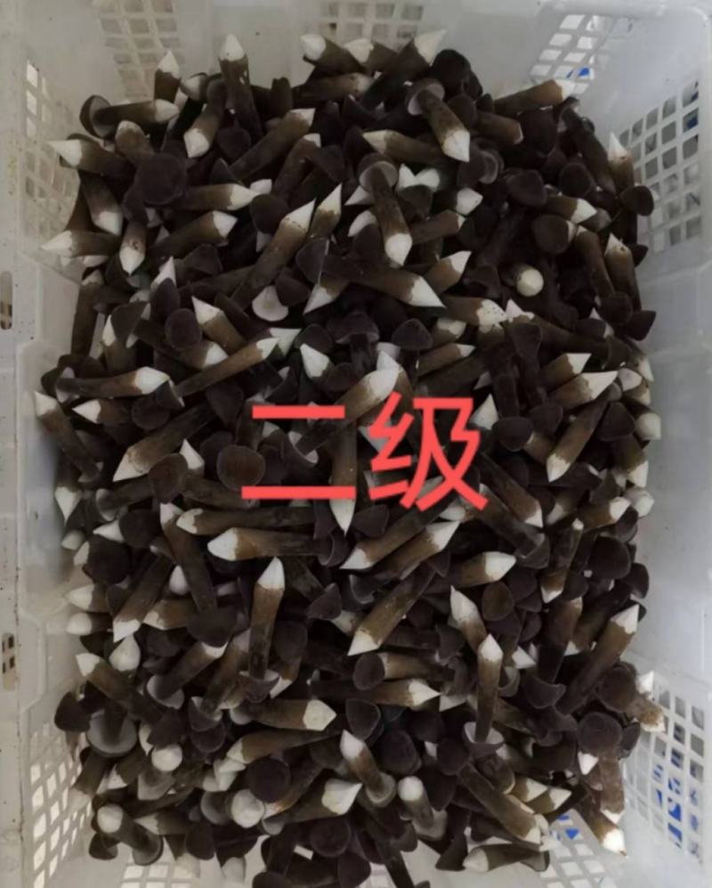 黑皮鸡枞菌