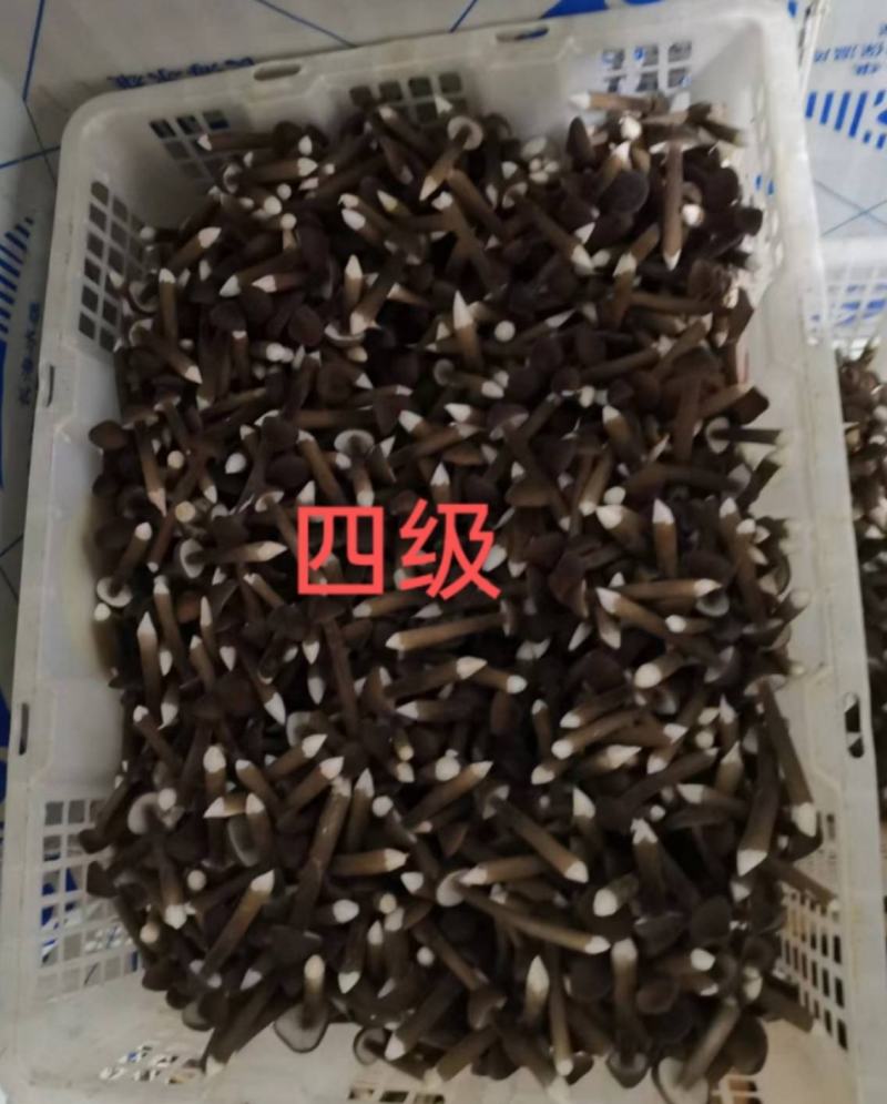 黑皮鸡枞菌