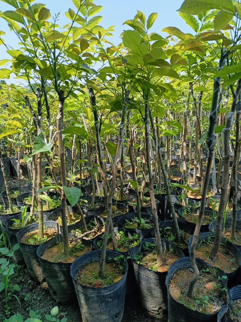 出售各种各样的果苗黑橄榄嫁接苗中袋…小袋…橄榄土苗…