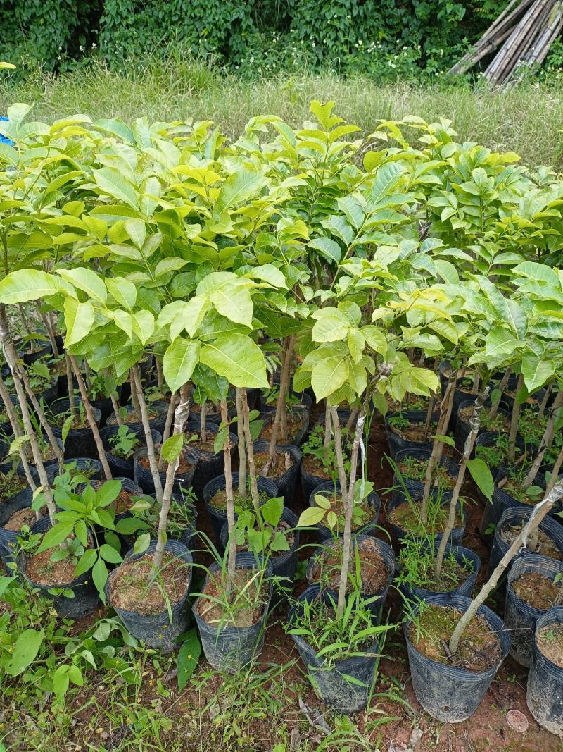 出售各种各样的果苗黑橄榄嫁接苗中袋…小袋…橄榄土苗…