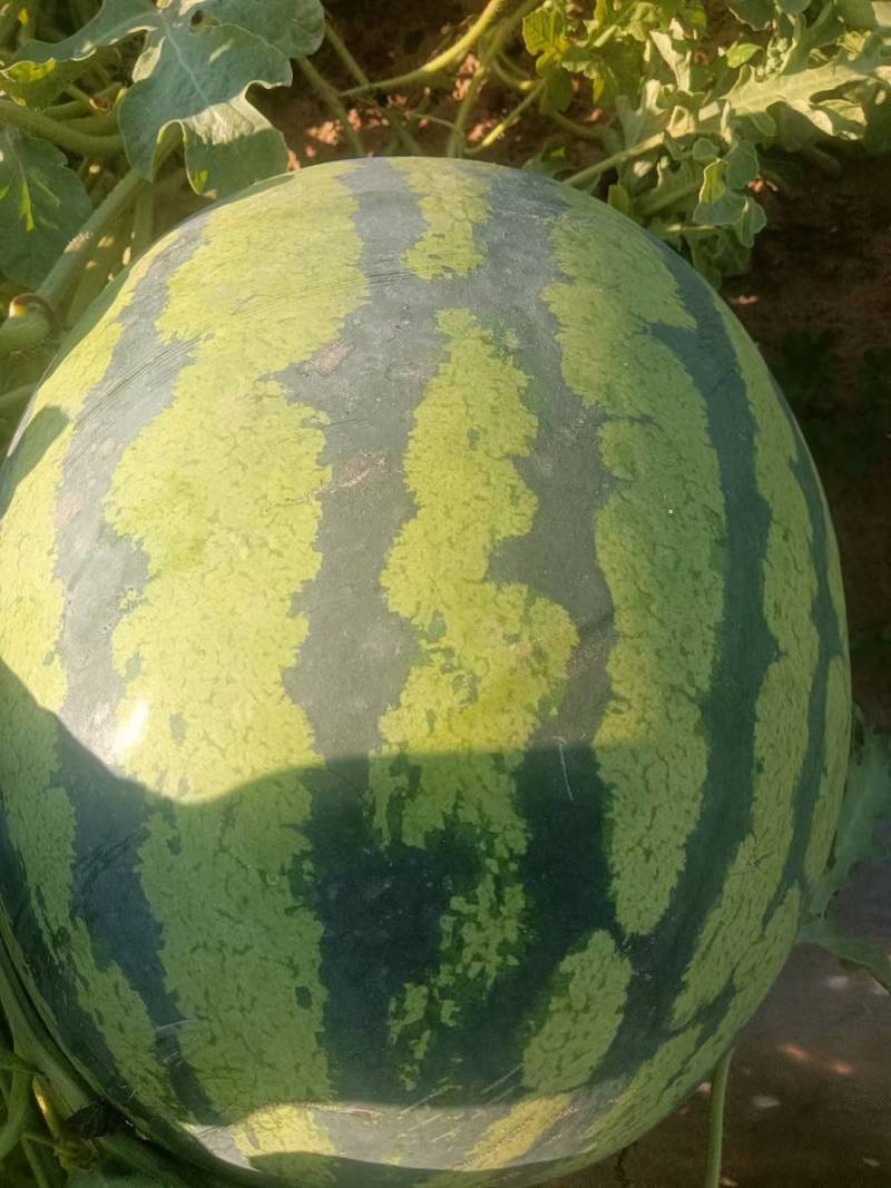 甜王