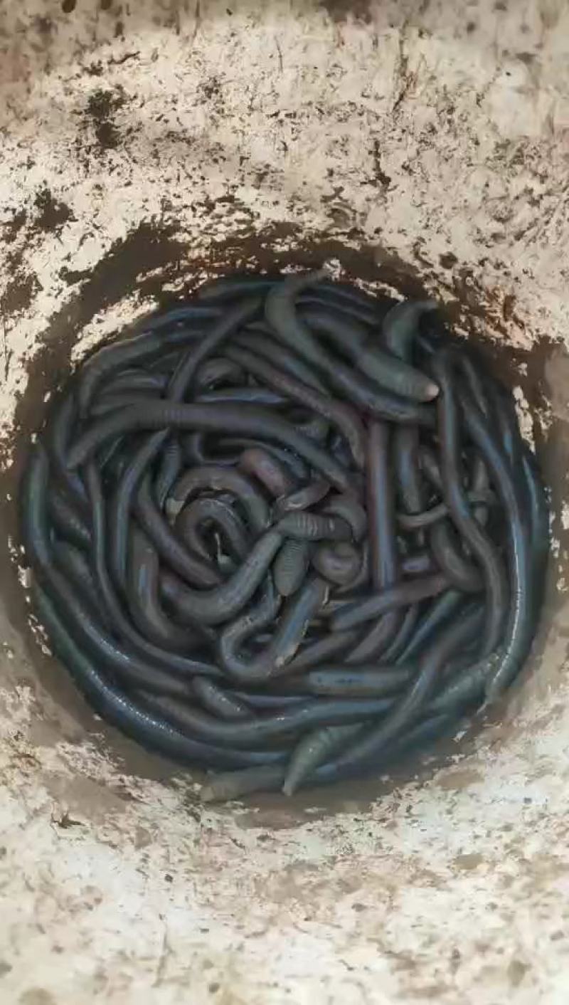 中药材