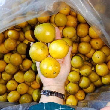 广西特产脱水罗汉果罗汉果花茶黄精罗汉果大果