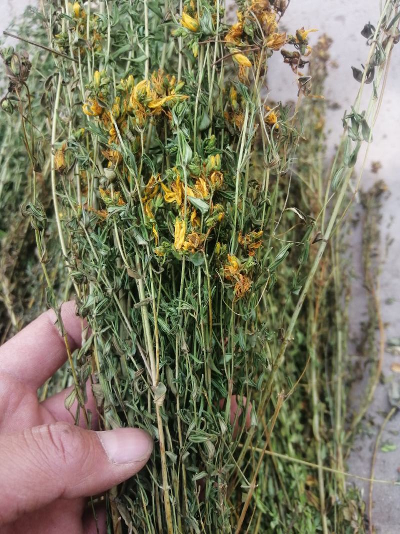 贯叶连翘贯叶连翘干货一手货源产地直供