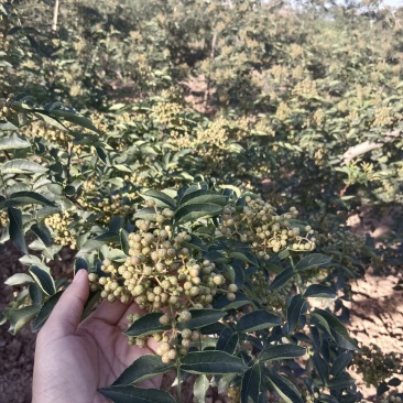 陕西渭南富平花椒上市了：颗粒饱满、味道香麻、色正干净。