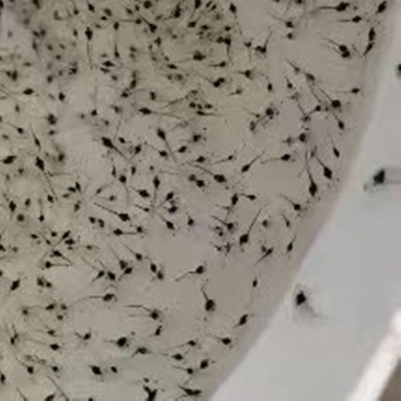 （热销）黑虾片高蛋白虾苗幼虾开口饵料南美白对虾养殖饲料虾