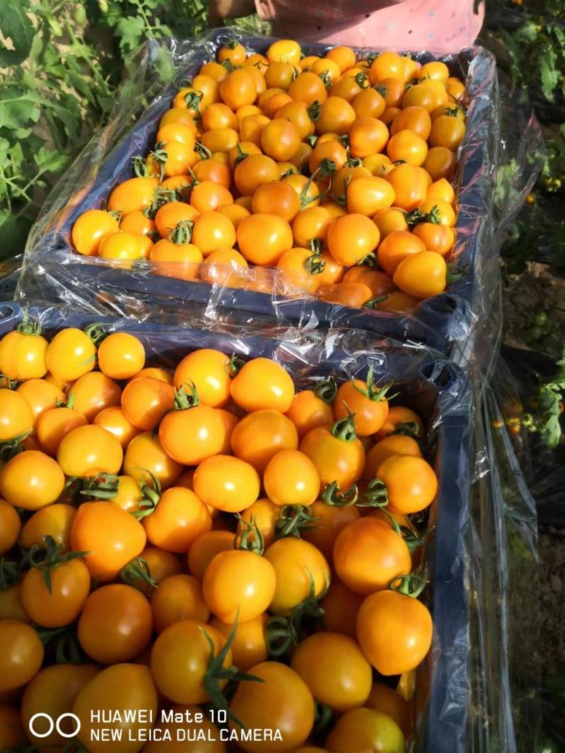 水果小黄番茄，货源充足，整车发货，一件代发均可。
