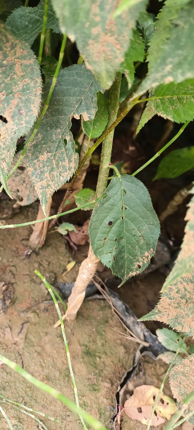 板栗树挑树苗