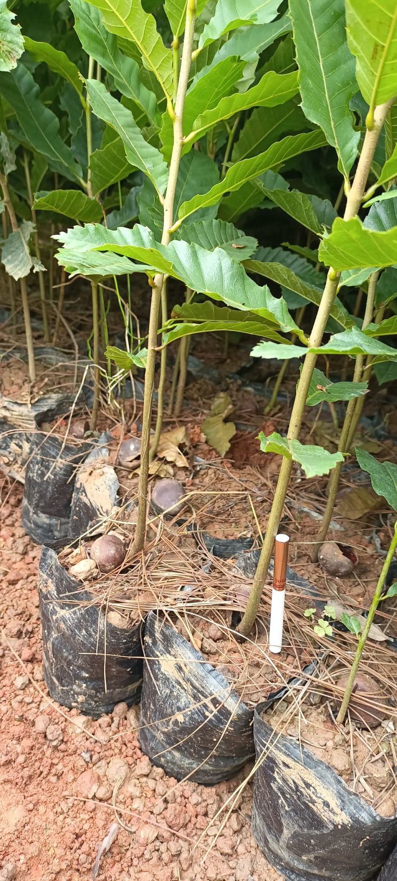 板栗树挑树苗