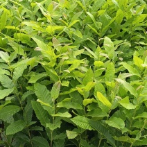 板栗树挑树苗