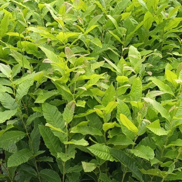 板栗树挑树苗
