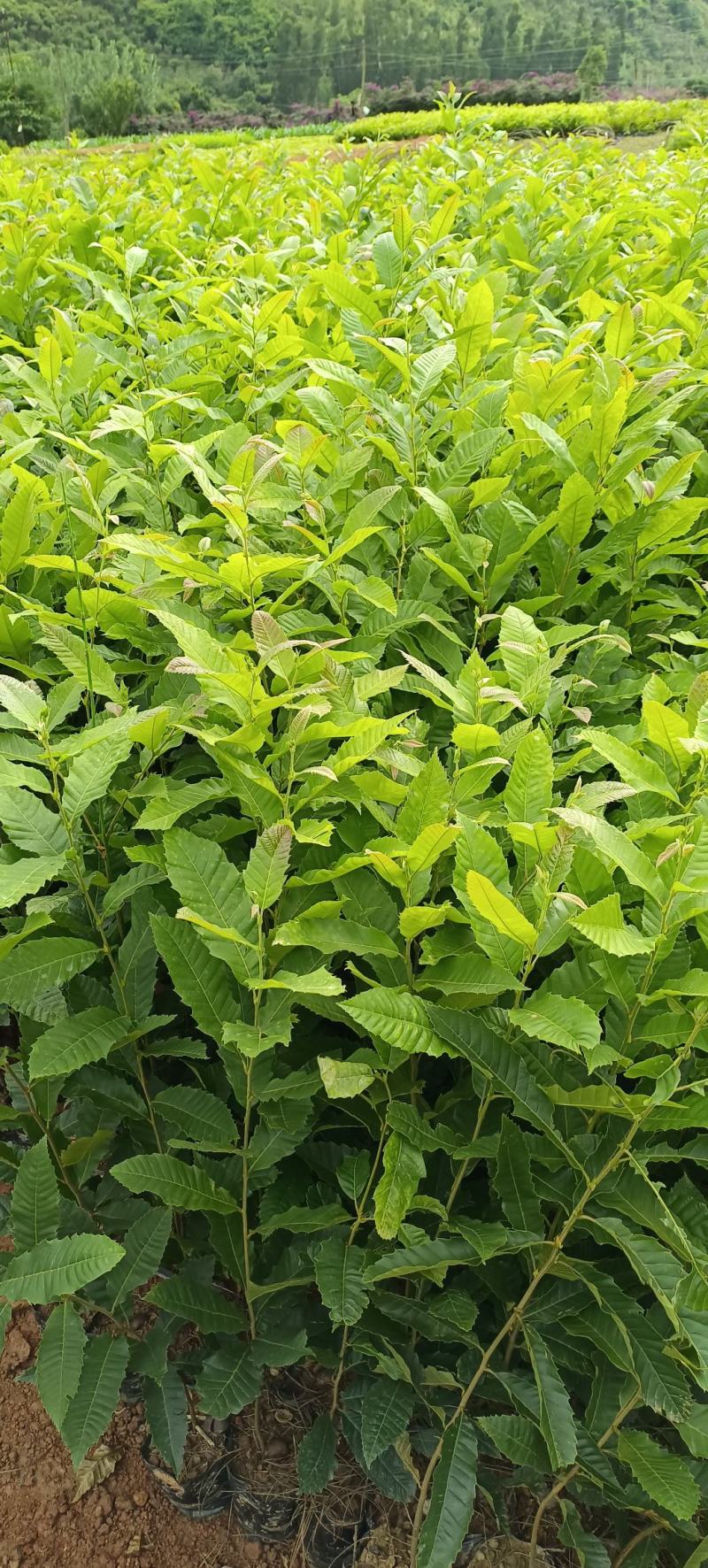 板栗树挑树苗