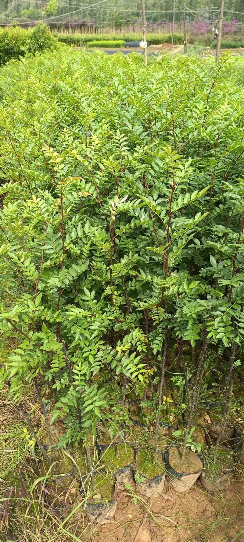 板栗树挑树苗