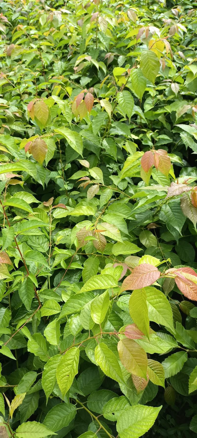 板栗树挑树苗