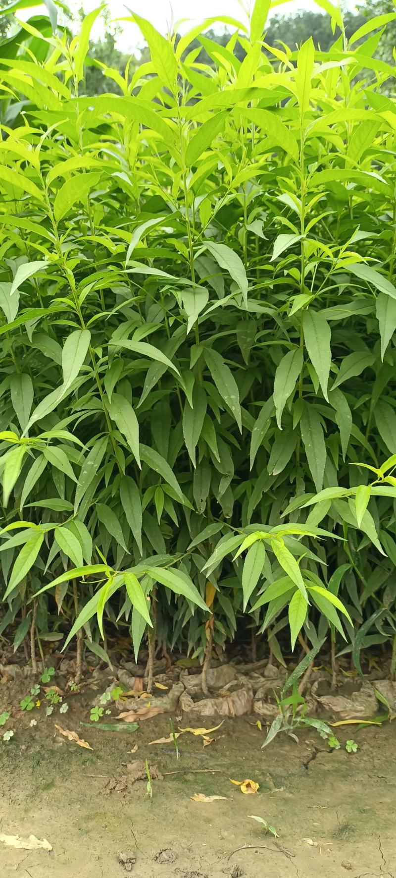 板栗树挑树苗