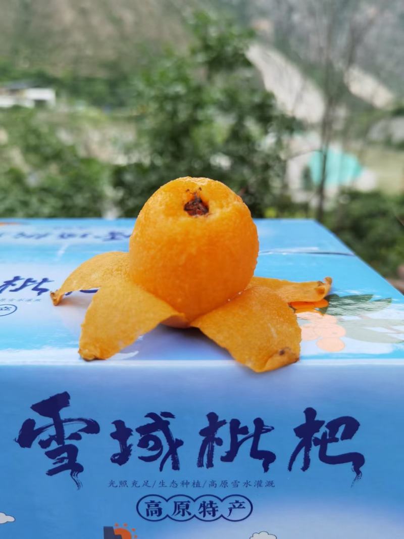 汶川高山大五星枇杷全国最晚成熟的枇杷！