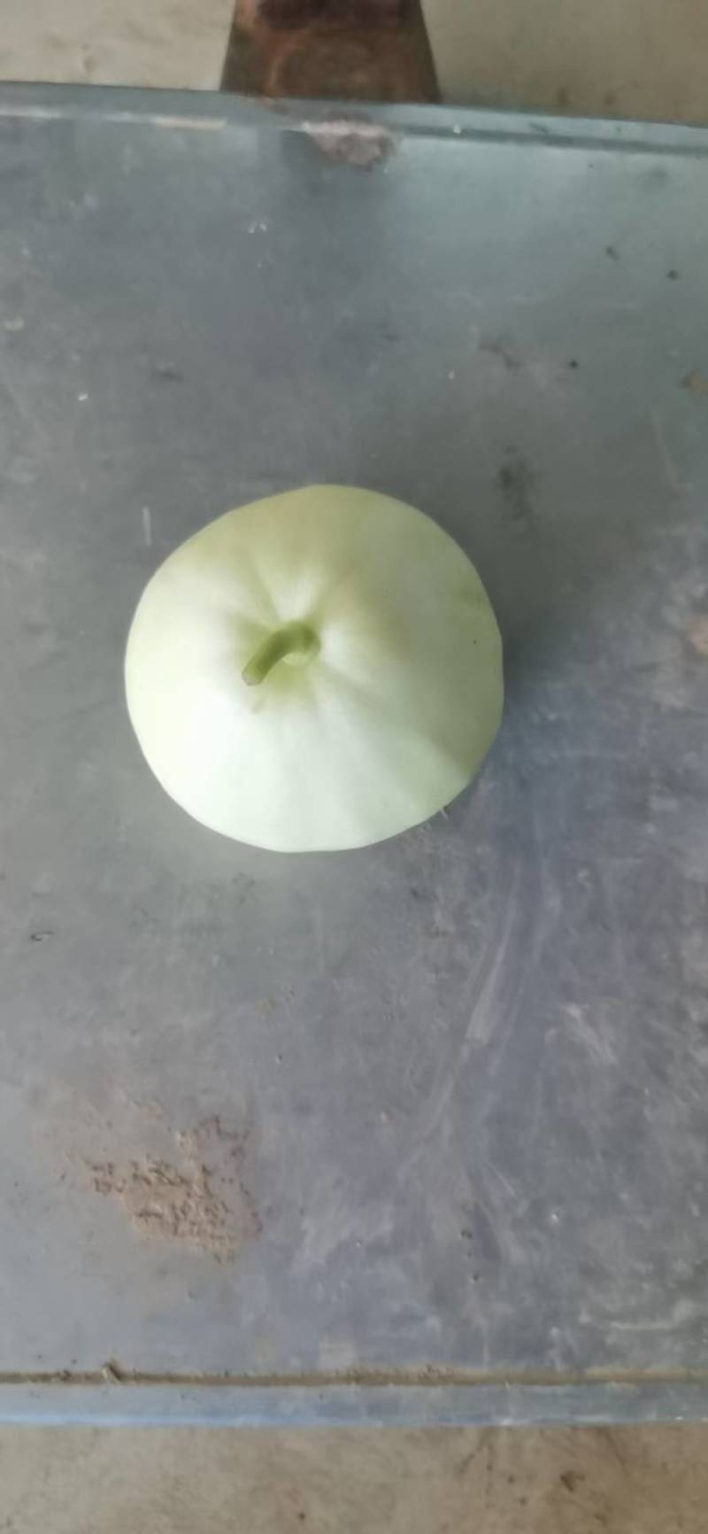 湖北白皮甜宝甜瓜大量上市中口感甜糖度高欢迎老板们到产地