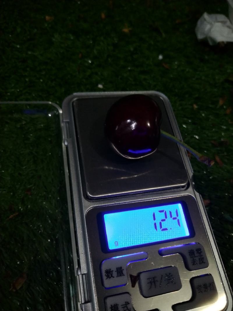 精品甘肃套袋大樱桃，色香味美大量上市全国包邮