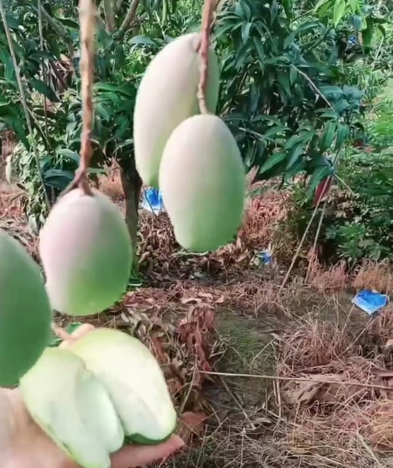 金煌芒
