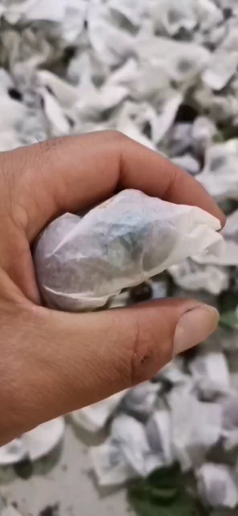 精品甘肃套袋大樱桃，色香味美大量上市全国包邮