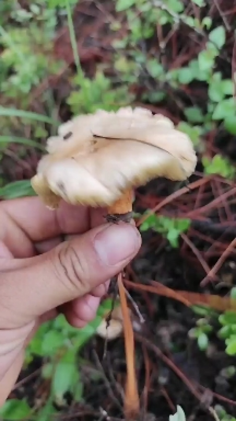红乳牛肝菌，松蘑，松菌牛肝菌产地野生菌干货批发，源头货批
