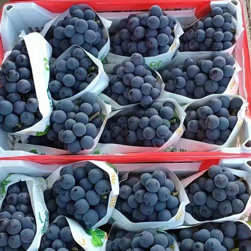 【精品推荐】夏黑葡萄大量现货，微电商对接采购