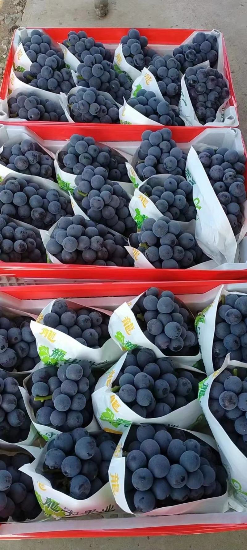 【精品推荐】夏黑葡萄大量现货，微电商对接采购