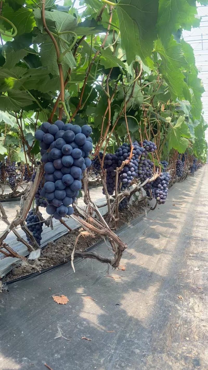 【精品推荐】夏黑葡萄大量现货，微电商对接采购