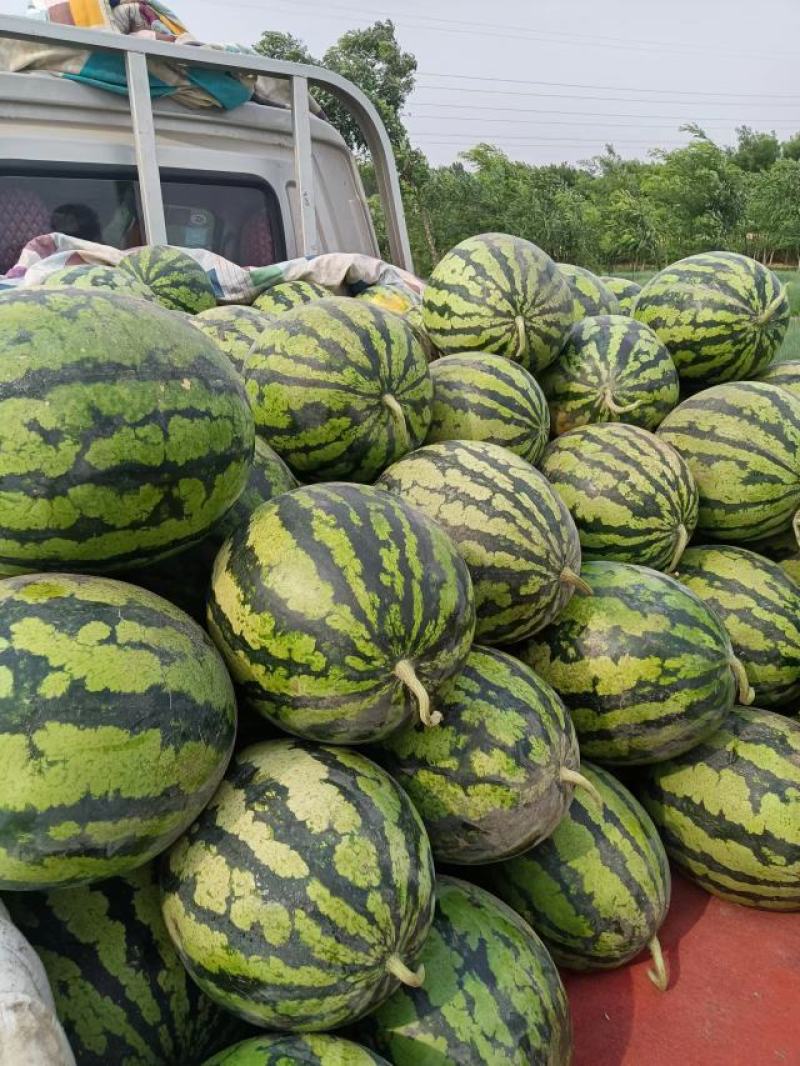西瓜精品甜王大西瓜沙土地口感好，适合批发市场，超市等