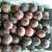 黑布林李