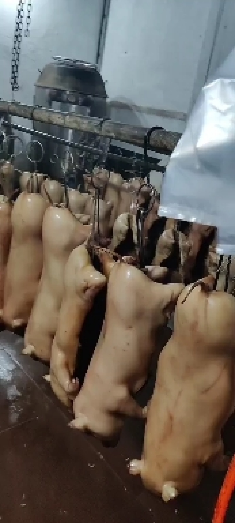 冻乳猪