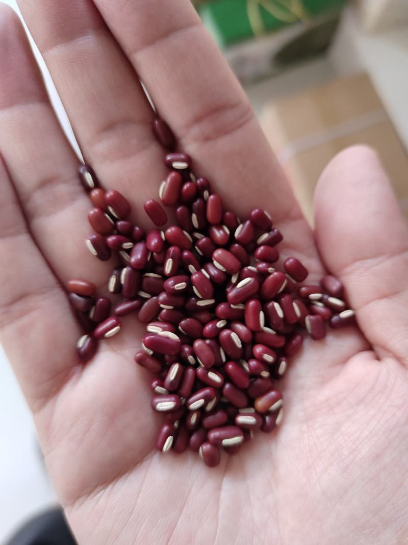 赤小豆红竹豆豆非红豆正宗长粒赤豆饱满度现货批发