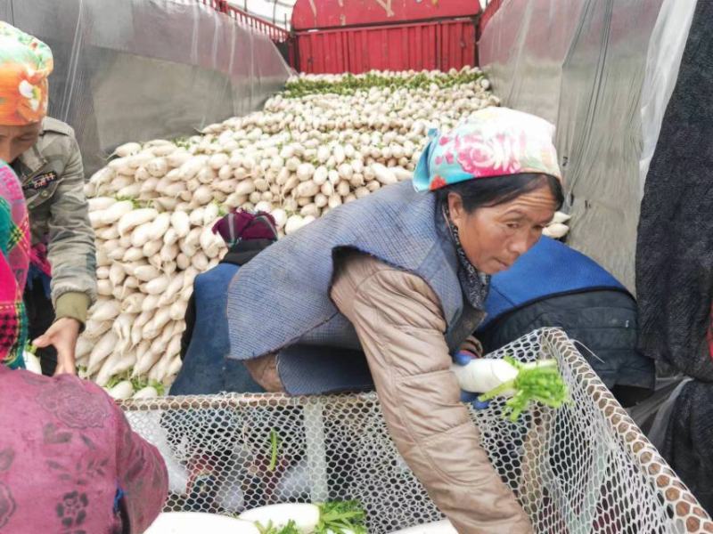 白萝卜个头大可以煮着吃煮羊肉必备品可以腌制货量充足