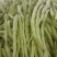 芸豆大量上市