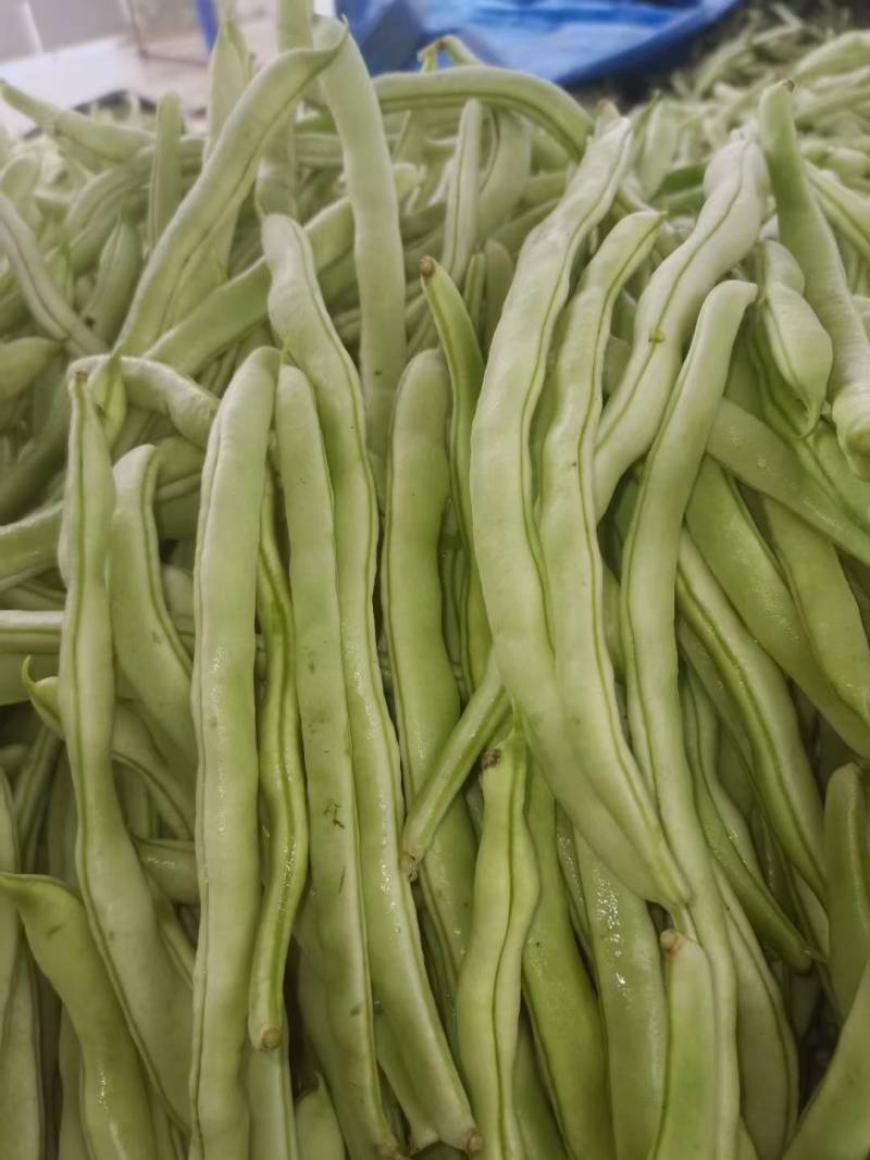 芸豆大量上市