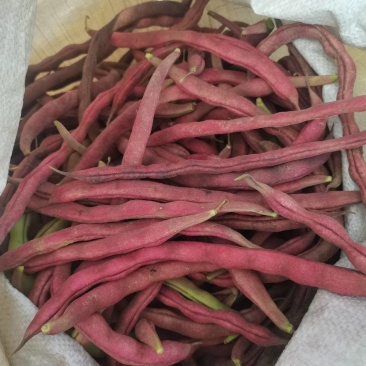 芸豆大量上市