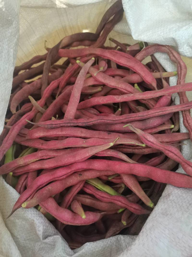 芸豆大量上市