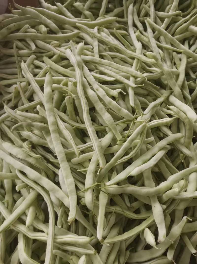芸豆大量上市