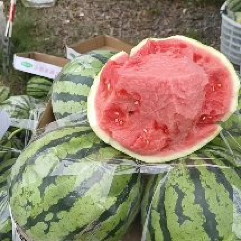 露天自生苗金杂二零湖北美都西瓜需要的老板联系