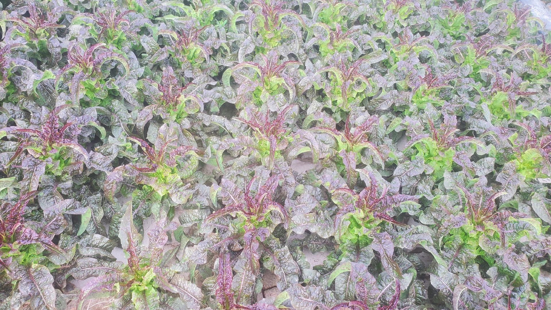 一张对比图表展示三种常见莴苣品种(球生菜、红叶生菜、莴笋)的营养成分柱状图,重点标注每100克含糖量数据,并配有清晰单位和颜色区分 图片描述
