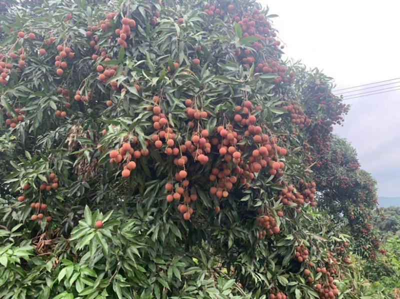 黑叶荔枝上市了广西灵山县黑叶荔枝新鲜上市大量供应中