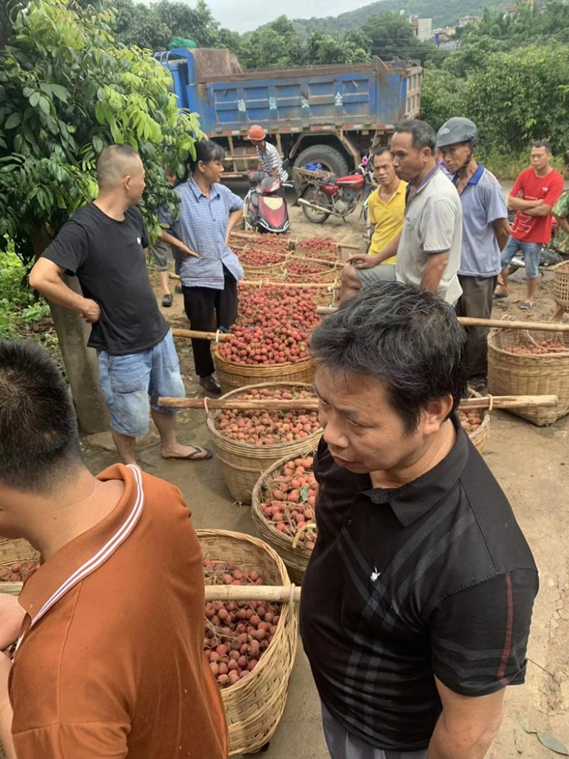 黑叶荔枝上市了广西灵山县黑叶荔枝新鲜上市大量供应中
