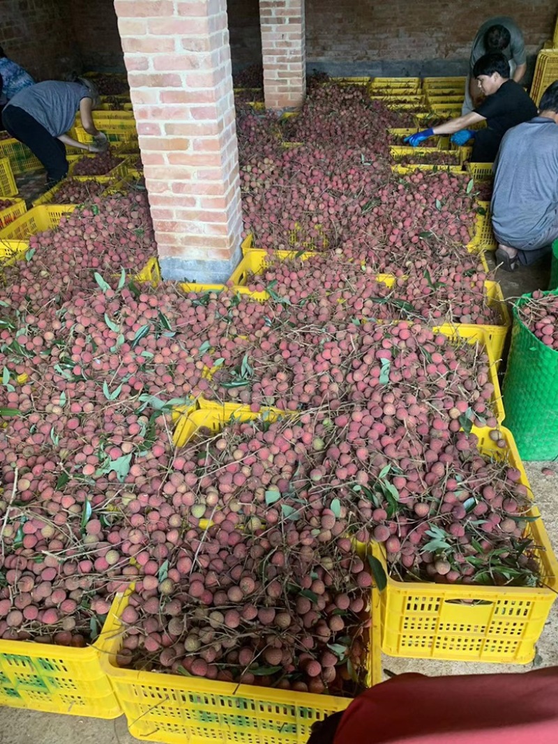 黑叶荔枝上市了广西灵山县黑叶荔枝新鲜上市大量供应中