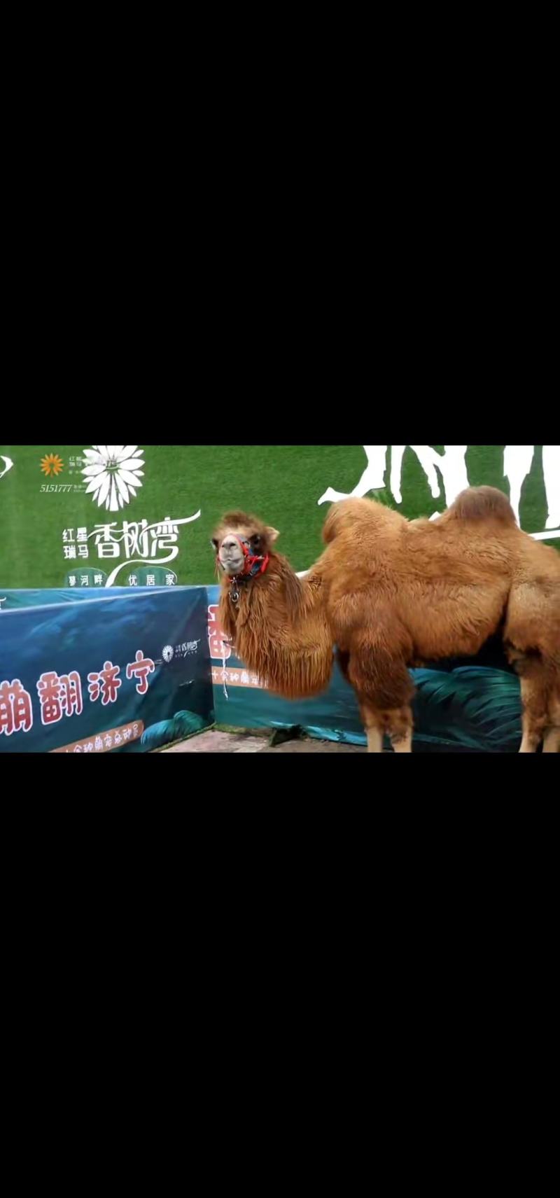 常年出售骑乘骆驼，观赏骆驼