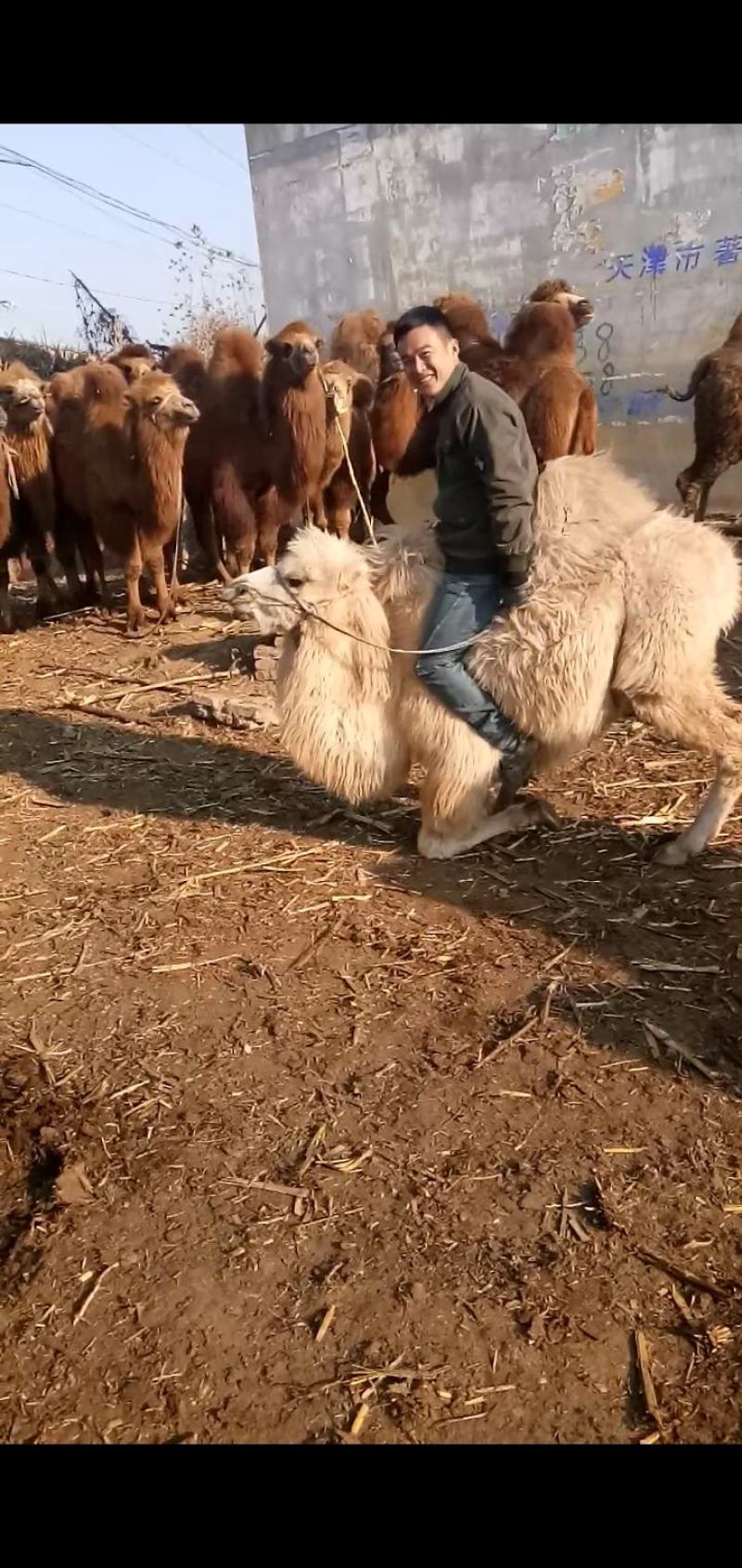 常年出售骑乘骆驼，观赏骆驼