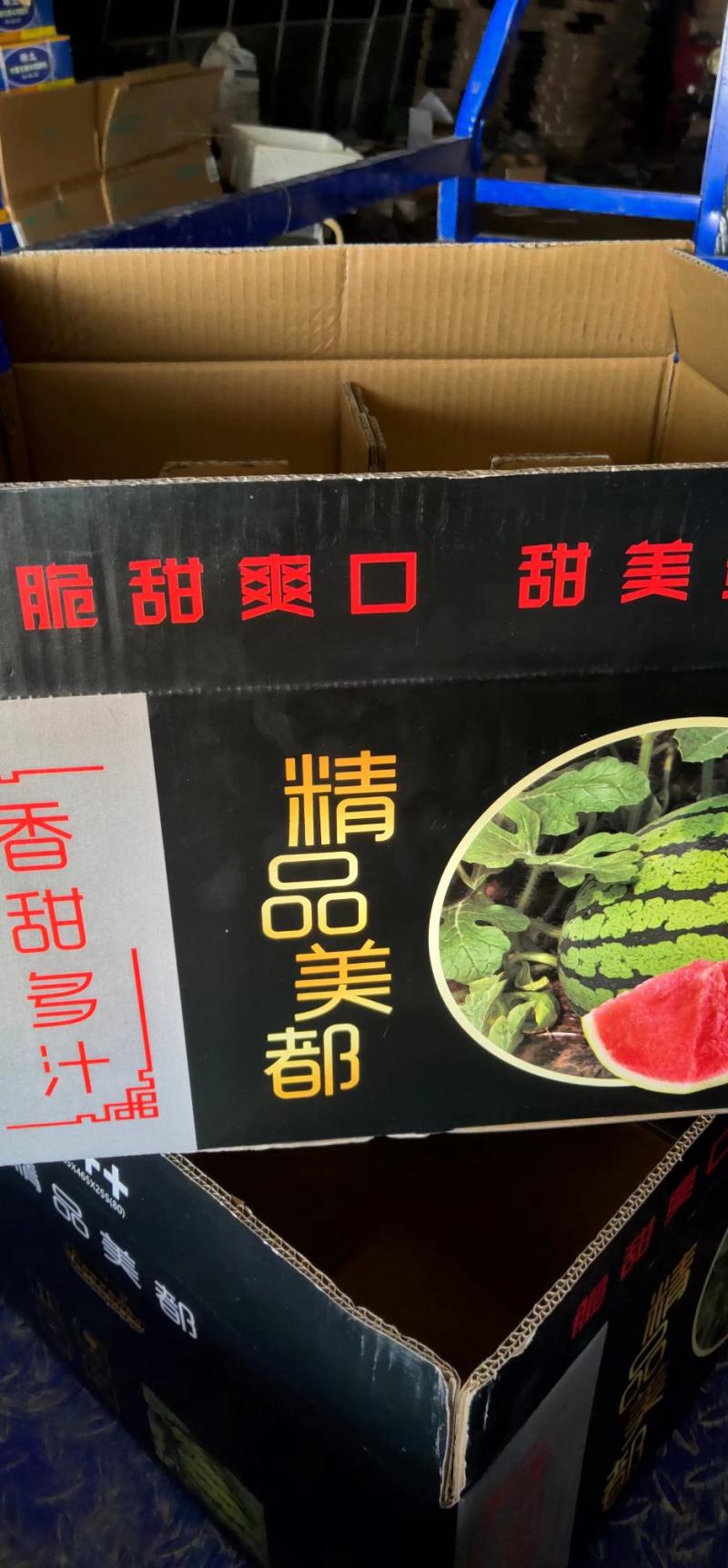 麒麟西瓜大棚无籽西瓜美都8424直生苗包甜