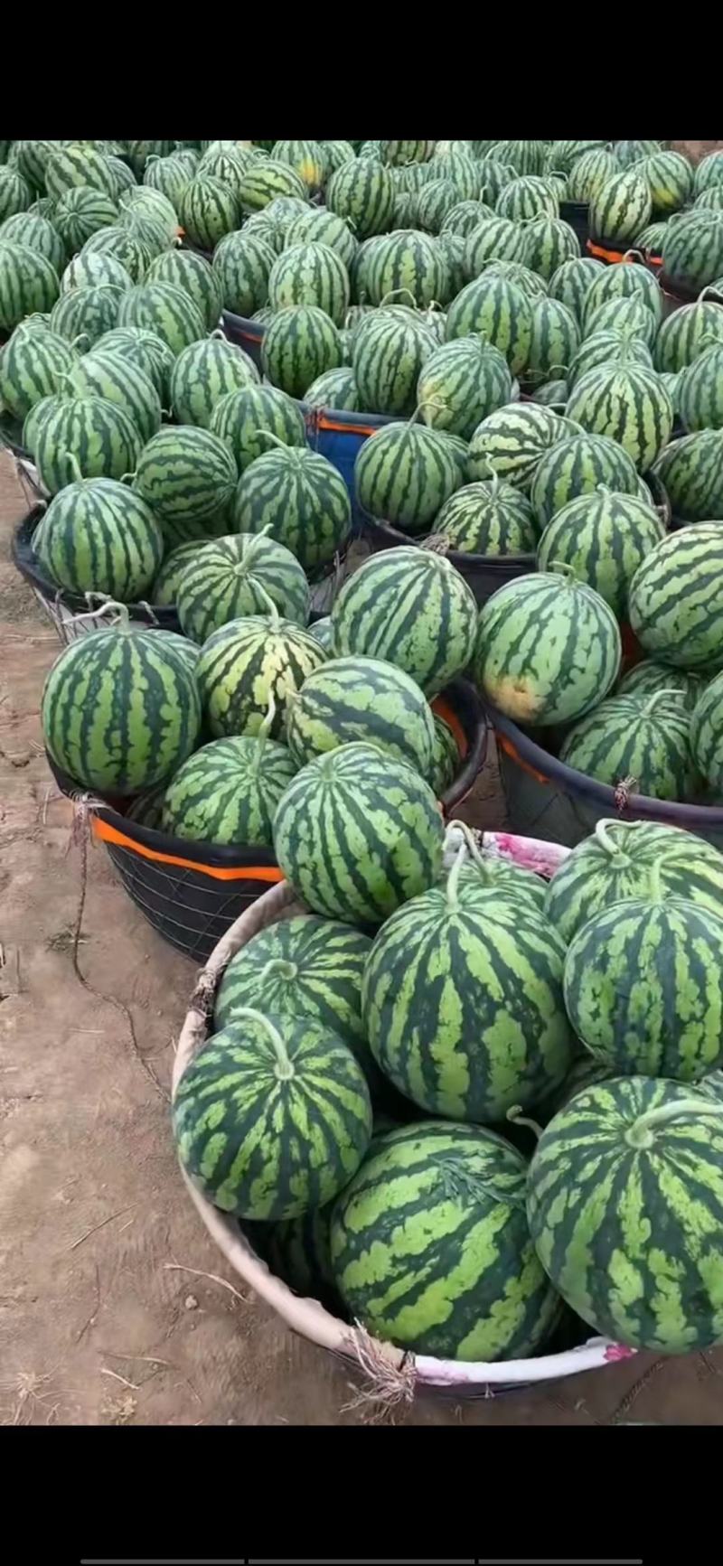 麒麟西瓜大棚无籽西瓜美都8424直生苗包甜