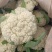 【花菜】甘肃定西松花菜基地直供对接全国市场电商商超